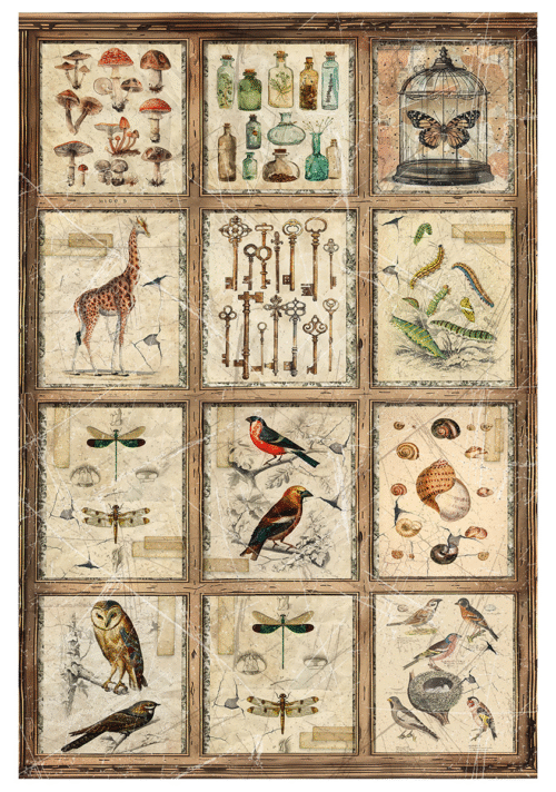 Rice Paper A4 MIXED 4/Pkg Cabinet of curiosites - Image 3